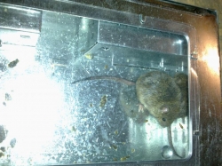 Past na myši - domeček až na 20 myší